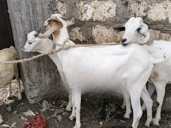Goat, Goats