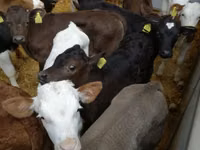 Bull, Cattle — photo 5