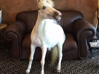 घोड़ी, Miniature horse — फ़ोटो 3