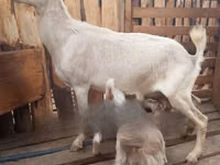 Goat, Goats — photo 1