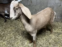 Goat, Kamori goats — photo 3