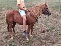 Mare, Horses — photo 7