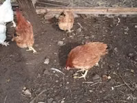 Chickens — Foto 5
