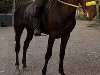 Caballo, French Trotter — foto 2