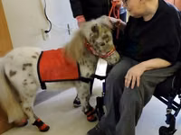 母马, Miniature horse — 照片 3