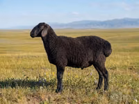 Ram, Sheep — photo 1