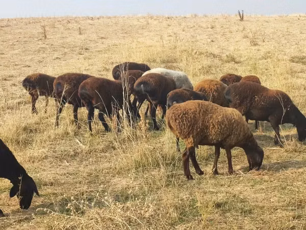 Sheep, Sheep