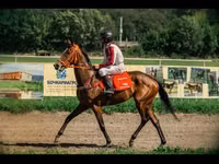 Stute, Arabian horse — Foto 1