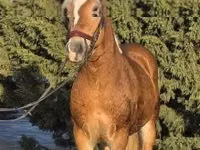 Hengst, Haflinger — Foto 3