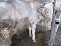 Bulle, Swiss cattle — Foto 6