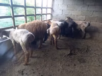 Sheep, Sheep — photo 2
