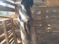 Ram, Sheep — photo 5