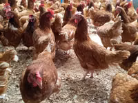 Chickens — photo 2
