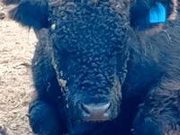 Bull, Galloway cow — photo 1