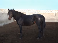 Horse (M), Kushum Horse — photo 2