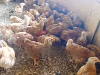Chickens — photo 3
