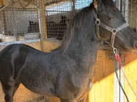 Hengst, Friesian — Foto 1