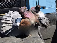 Chickens — Foto 3