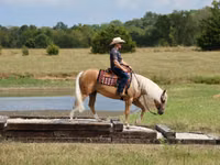 Hengst, Quarter Horse — Foto 3