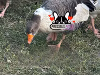 Geese — foto 3