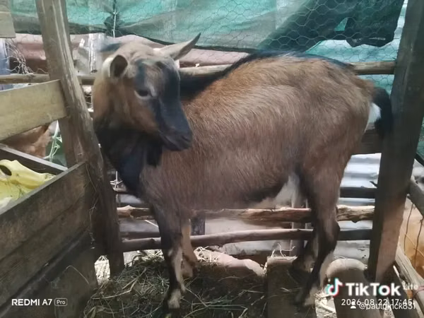 Ziegenbock, Alpine goat