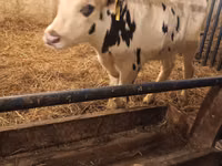 ثور, Russian Black pied cattle — الصورة 6