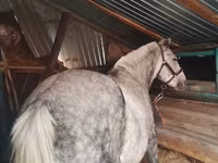 Mare, Ukrainian Riding Horse — photo 2