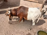 Ram, South meat sheep — photo 1