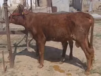 ثور, الماشية — الصورة 2