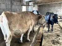 Cow, Simmental cattle — photo 3