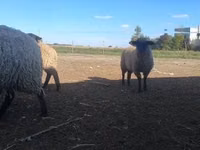 كبش, White Suffolk sheep — الصورة 2