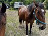Yegua, Međimurje horse — foto 2