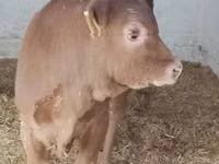 Bull, Limousin cow — photo 3