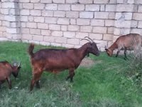 बकरी, Alpine goat — फ़ोटो 4