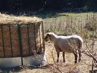 Oveja, Merino sheep — foto 3