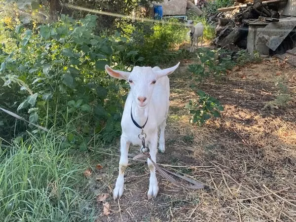 公山羊, Goats