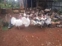 Turkeys — photo 3