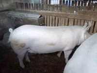 Boar — photo 2
