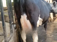 母牛, Holstein breed — 照片 2
