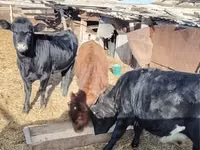 牛只（批次，未指定性别）, Cattle — 照片 1