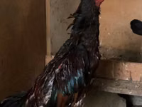 Chickens — Foto 2