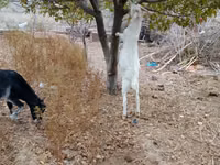 Cabras (lote, sexo no especificado), Cabras — foto 5