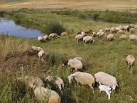 Sheep, Balbas sheep — photo 3