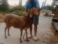 Schaf, Arashan sheep — Foto 6