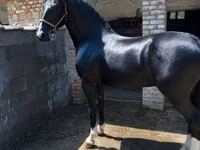 घोड़ा, Dutch warmblood horse — फ़ोटो 1