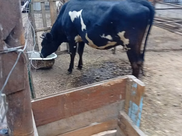 Cow, Holstein breed