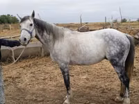 Hengst, Friesian sport horse — Foto 2