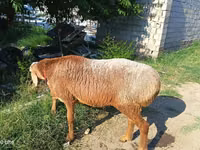 Carnero, Agin sheep — foto 1