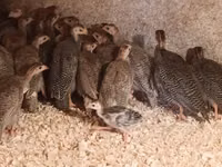 Guinea fowl — Foto 3