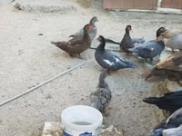 Hausente — Foto 4